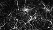Intentando copiar el cerebro humano