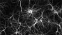 Ver animacin: Intentando copiar el cerebro humano