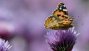 Ver imagen: Un ejemplar de Vanessa cardui posado sobre una flor