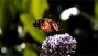 Ver vdeo: Mariposa  Vanessa cardui